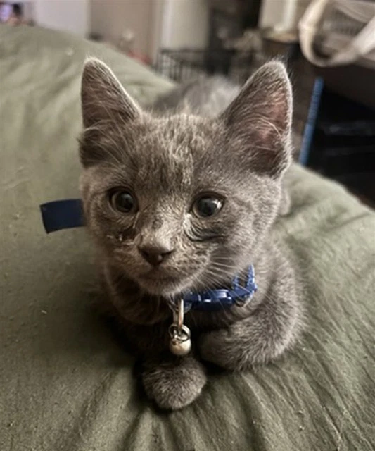 Sora