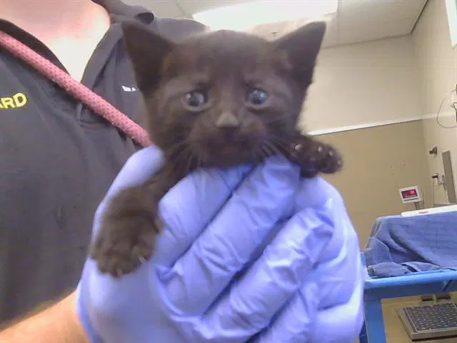 Benetton - Domestic Short Hair
