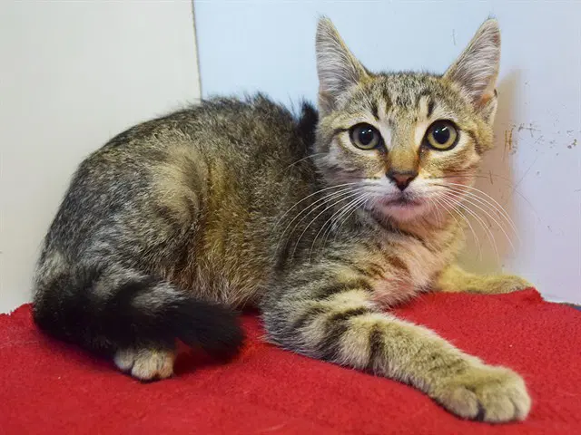 Coney - Domestic Short Hair