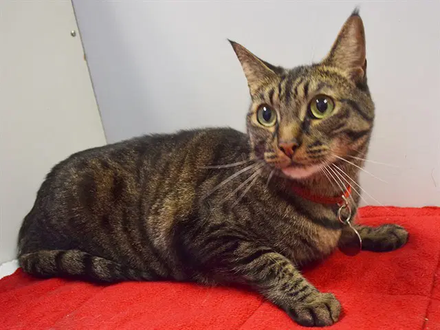 Jasper - Domestic Short Hair
