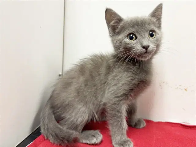 Chaz - Domestic Short Hair