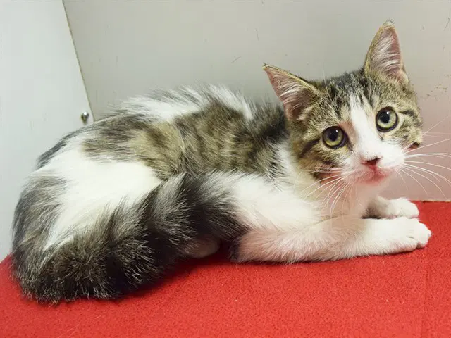 Patty - Domestic Medium Hair