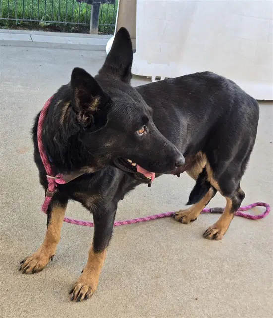 Kendall - German Shepherd Dog