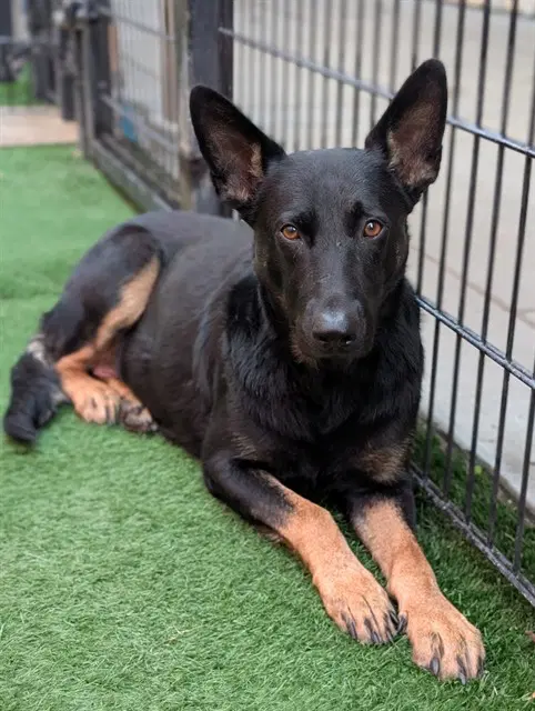 Kendall - German Shepherd Dog