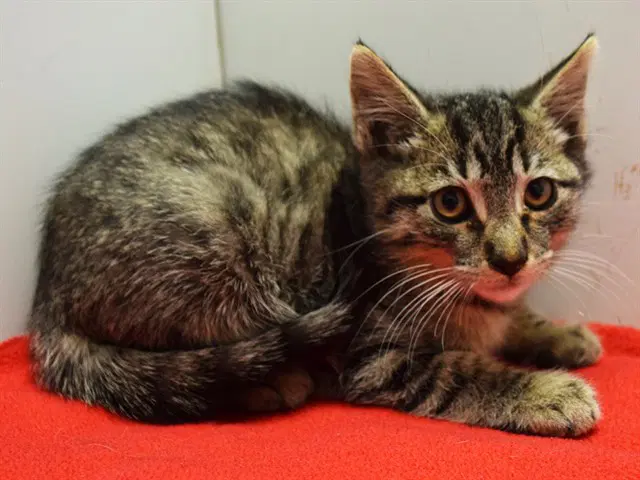 Unknown - Domestic Short Hair