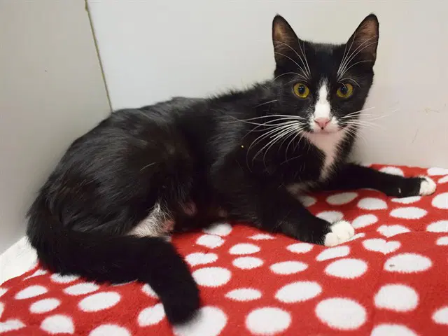 Unknown - Domestic Short Hair