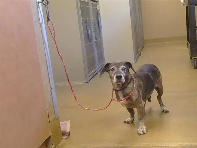 Sonja - Dachshund