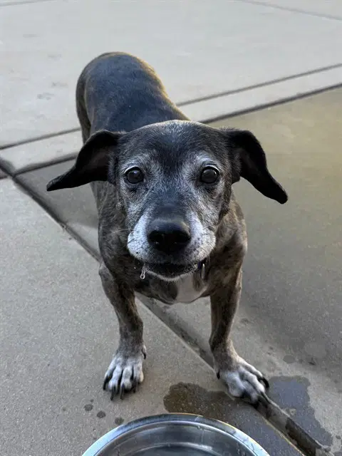 Sonja - Dachshund
