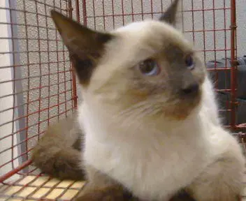 Unknown - Siamese