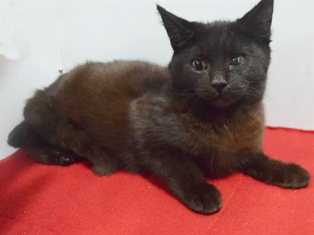 Kodak - Domestic Short Hair