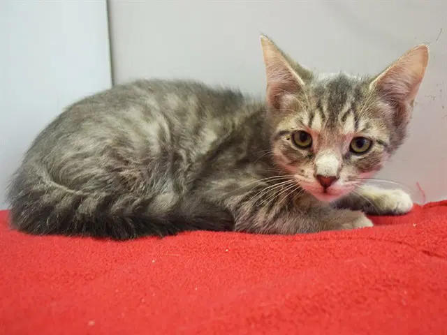 Cowboy - Domestic Short Hair