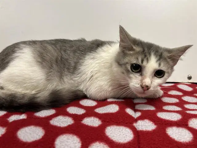 Detroit - Domestic Short Hair