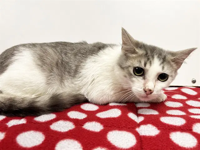 Detroit - Domestic Short Hair