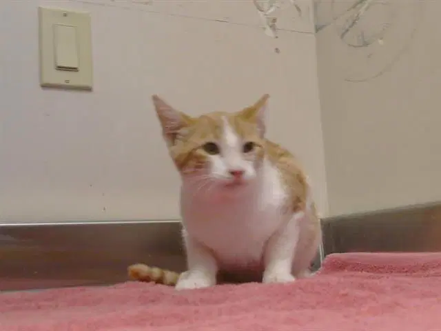 Unknown - Domestic Short Hair
