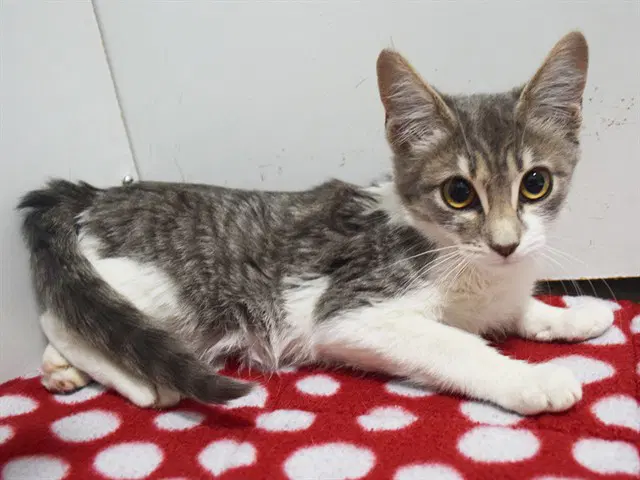 Afonso - Domestic Short Hair