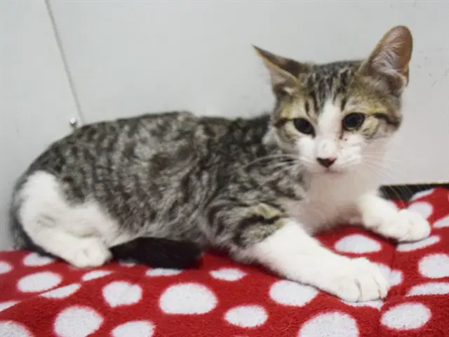 Benzi - Domestic Short Hair