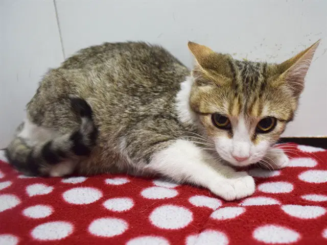 Laquinta - Domestic Short Hair
