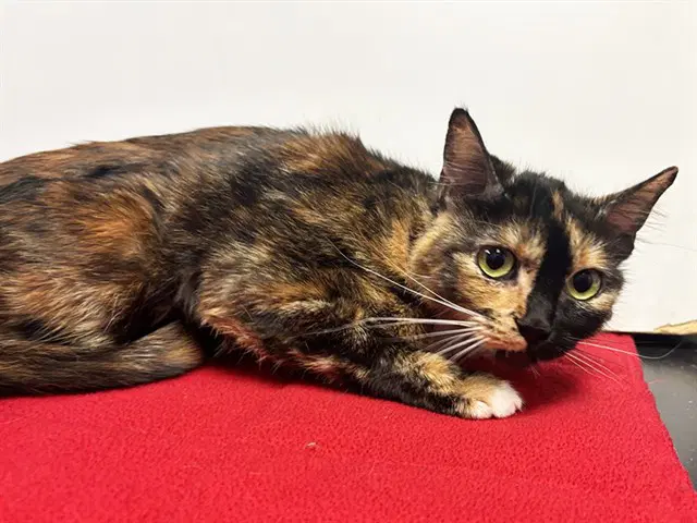 Hazel - Domestic Short Hair