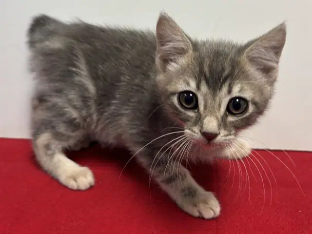 Little Bean - Manx