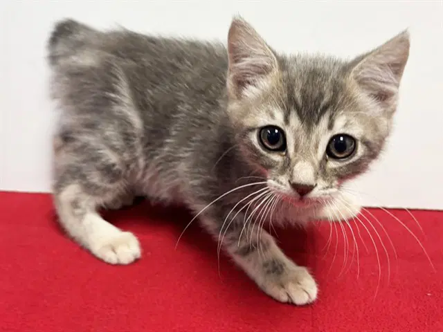 Little Bean - Manx