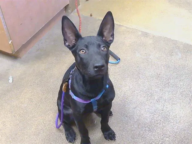 Unknown - German Shepherd Dog