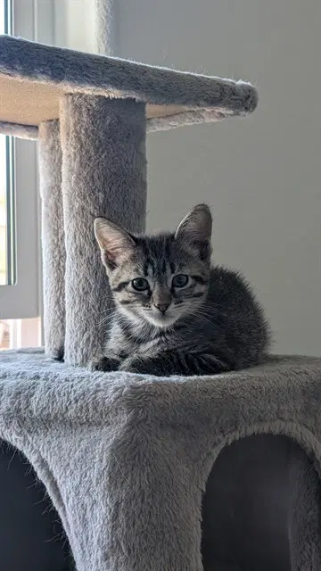 Daisy - Domestic Short Hair