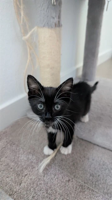 Hazel