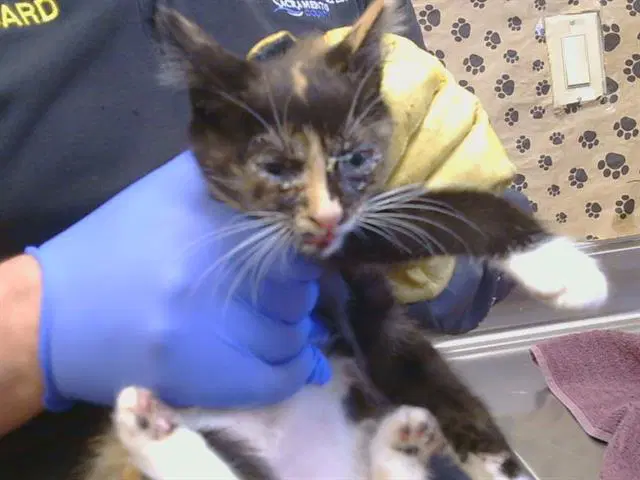 Unknown - Domestic Short Hair