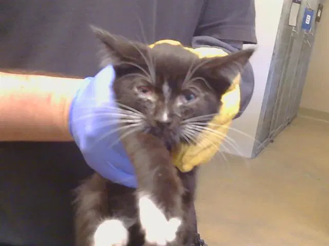 Unknown - Domestic Short Hair