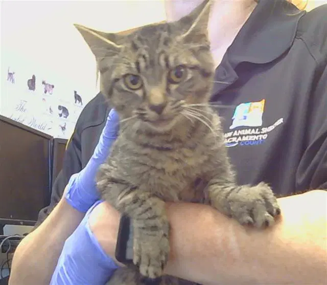 Unknown - Domestic Short Hair