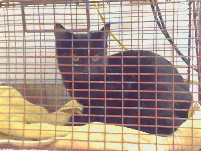 Unknown - Domestic Short Hair
