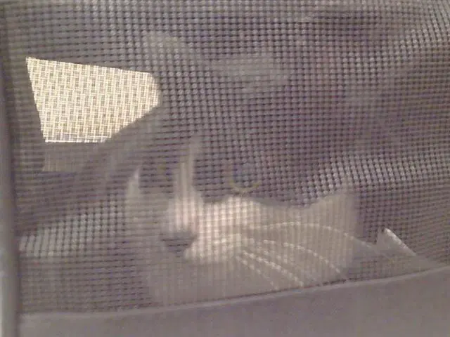 Unknown - Domestic Short Hair