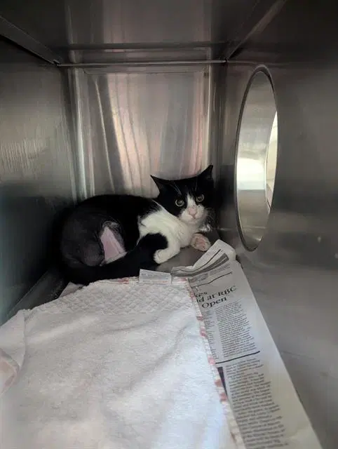 Unknown - Domestic Short Hair