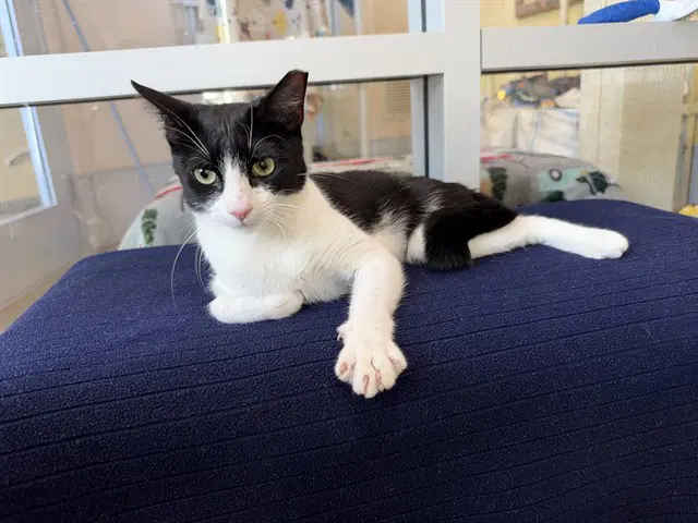 Unknown - Domestic Short Hair