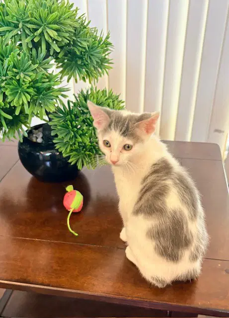 Charley - Domestic Short Hair