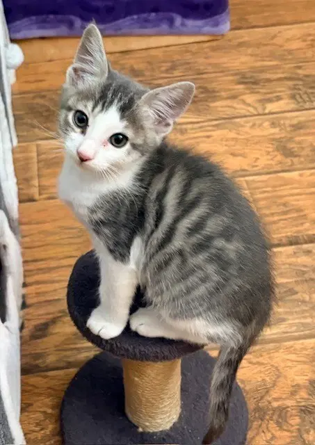 Sam - Domestic Short Hair