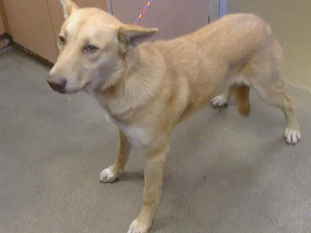 Tamagotchi - Carolina Dog