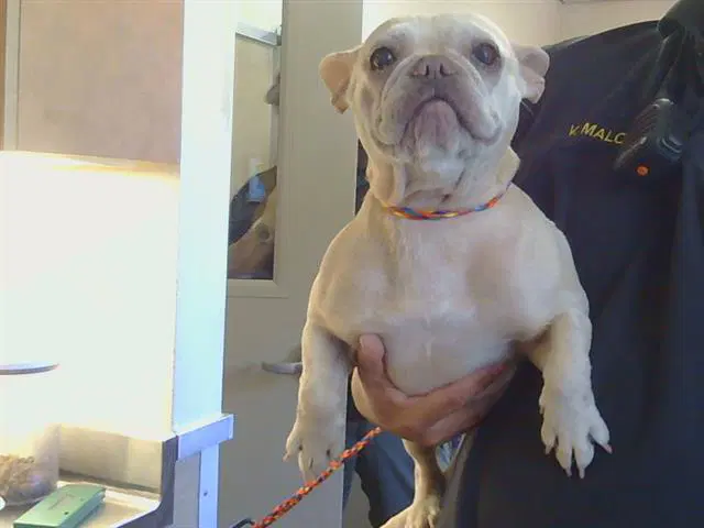 Nala - French Bulldog
