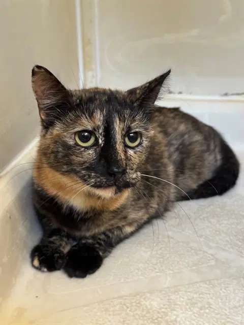 Pudding - Domestic Short Hair