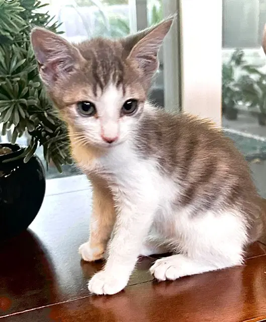 Pip - Domestic Short Hair