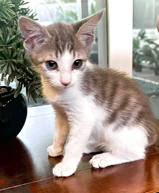 Pip