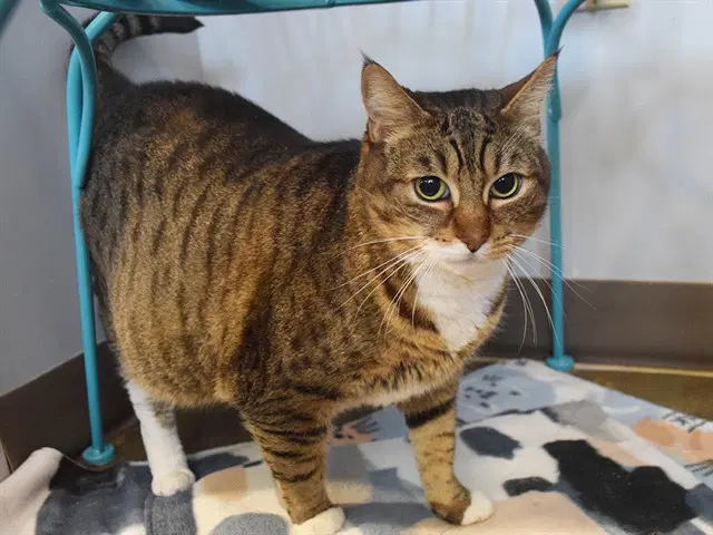 Rosie - Domestic Short Hair
