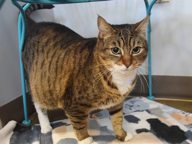 Rosie
