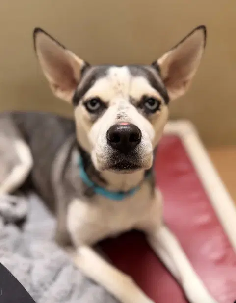 Abigail - Siberian Husky