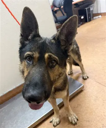 Foxy - German Shepherd Dog