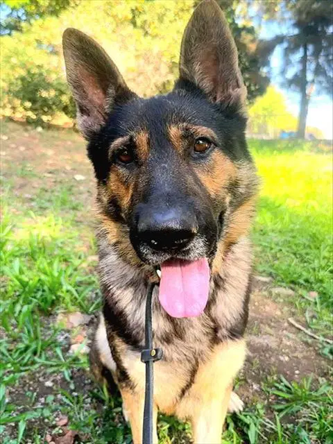 Foxy - German Shepherd Dog