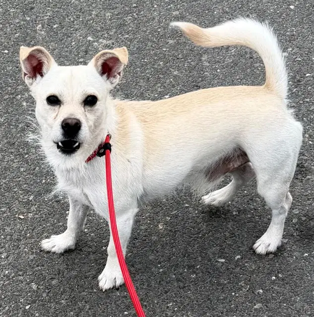 Forky - Cairn Terrier