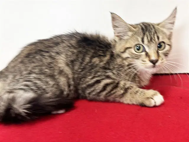 Darla - Domestic Short Hair