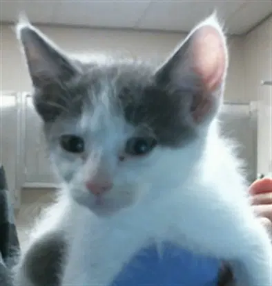 Felix - Domestic Short Hair