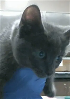 Oliver - Domestic Short Hair